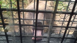 ヒグマが近い！楽しいです！