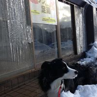 犬用の足湯