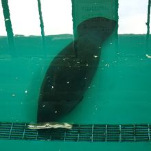 でっかいナマコみたい