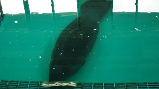 のんびりマナティ