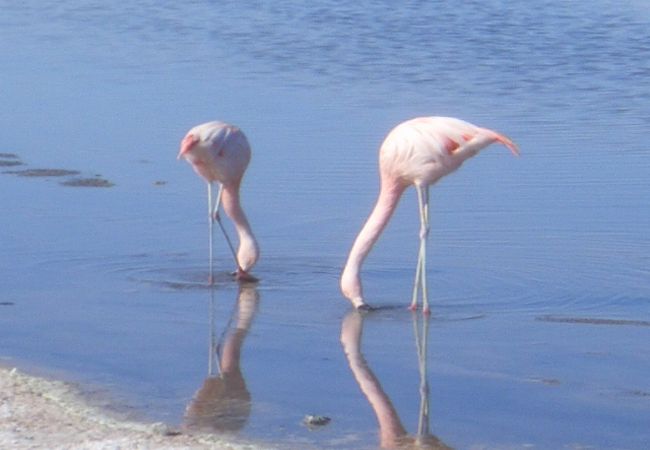 アタカマ塩湖 チャクサ湖 クチコミ アクセス 営業時間 サン ペドロ デ アタカマ フォートラベル アタカマ塩湖 チャクサ湖 クチコミ アクセス 営業時間 サン ペドロ デ アタカマ フォートラベル