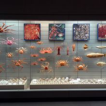 海老・蟹・貝・魚の標本