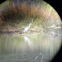 野鳥観察舎の望遠鏡から遠望した舟田池のサギ