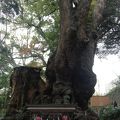 大迫力の大楠