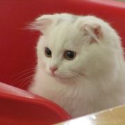 コヤンイタラッパン　西面店　きれいな猫さん　幸せな時間