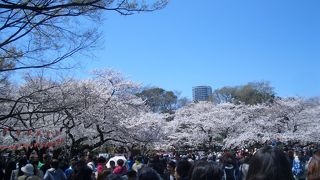 桜の時期(上野恩腸公園)