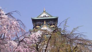 大阪城は桜の名所