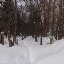 冬季のポプラ並木沿いの遊歩道の様子