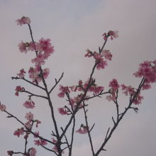 桜もちょっと咲いていました