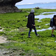 岩場には緑のノリや可愛い貝やウニが沢山居ました！