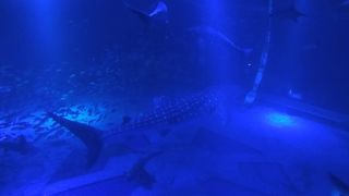 夜の水族館