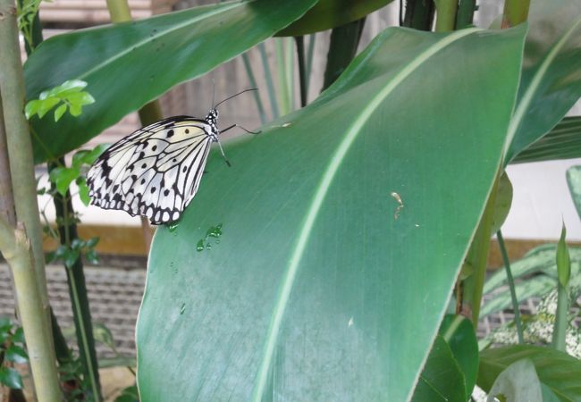 石川県ふれあい昆虫館