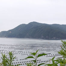 大船渡湾の湾口部に広がる養殖施設（震災翌年の光景）