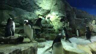 大阪でジンベイザメに会えます。