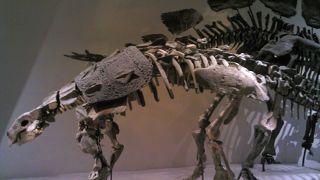 恐竜が迫力満点に見られます！！