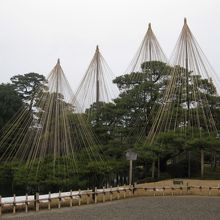 雪吊りの木々。雪が積もっていたらなぁ・・・