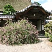 見事な萩の花が宝物館 正面に植えられています