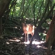 屋久島の鹿、猿に会える道