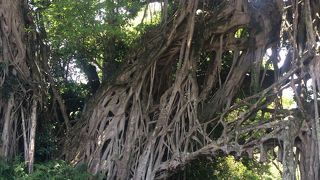 ガジュマルトンネル