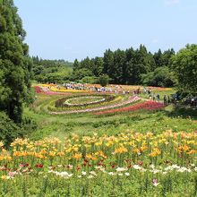 南くりこま高原一迫ゆり園開園