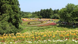 南くりこま高原一迫ゆり園開園