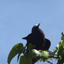 こうゆう鳥が大量にいます