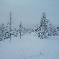 ホテル脇の白樺の森