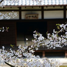 桜のころ