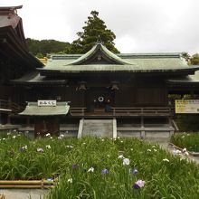 本殿の前の菖蒲園