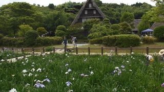 古民家と菖蒲のコラボ