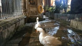 回廊の中庭には噴水があり、ガチョウが戯れています。