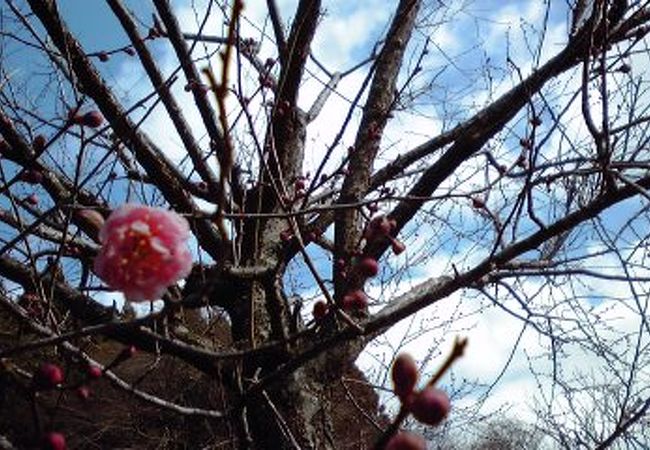 もうすぐ開花