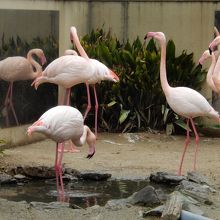 小さな動物園もあります