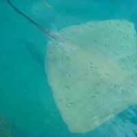 毎日16：00頃南側の桟橋にエイがやってきます。結構多い