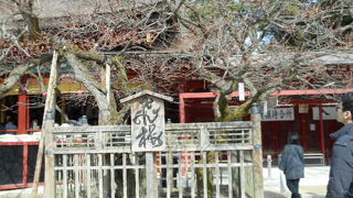 今年は早く開花