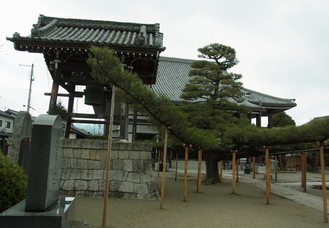 松ノ木が立派なお寺