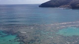 たくさんの魚が真近で見られる！