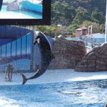 必見のイルカショー