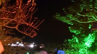 世界遺産今帰仁城後で夜桜