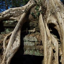 まさに木に蹂躙されてますね