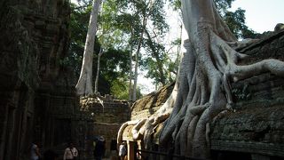 遺跡からそびえ立つ榕樹
