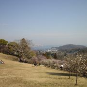 田浦梅の里