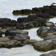 一見したところ黒い岩のように見えます