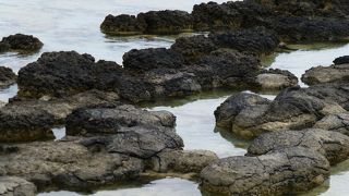 一見しただけではごつごつした黒い岩のよう