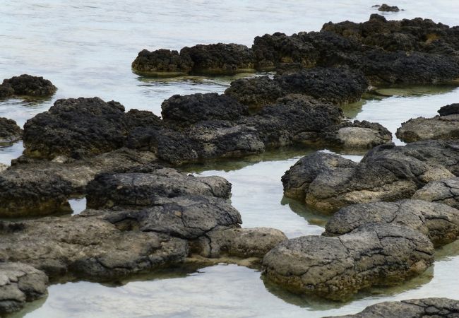 一見しただけではごつごつした黒い岩のよう