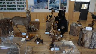 入るとすぐにツキノワグマや雉などの剥製