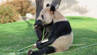 動物好きな人にはおすすめ。