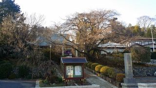 しだれざくらの有名なお寺、お正月にはいい音色の鐘がなります