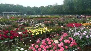 神代植物公園はバラの季節に訪れたい！