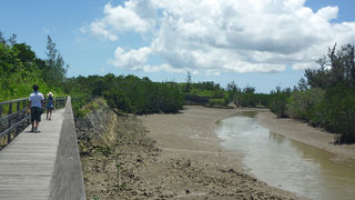 宮古島でマングローブを見るなら！